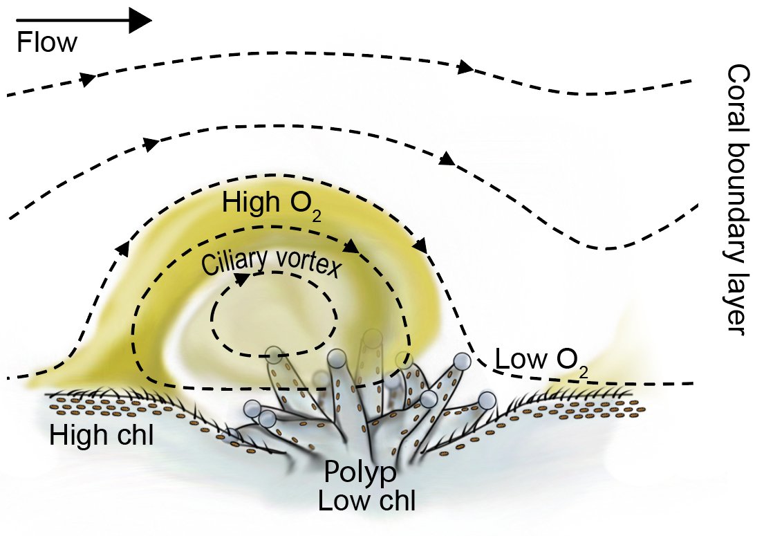 SoerenAhm's tweet image. Novel #technology #sensPIV reveals new insights into #coral #resilience. Our new paper from a great collaboration @pacherres_co @klaus_koren .
@CurrentBiology cell.com/current-biolog…
@MarineMicrobio @BiogeoMPIBremen @AWI_de @AarhusUni @AWI_Media @maxplanckpress