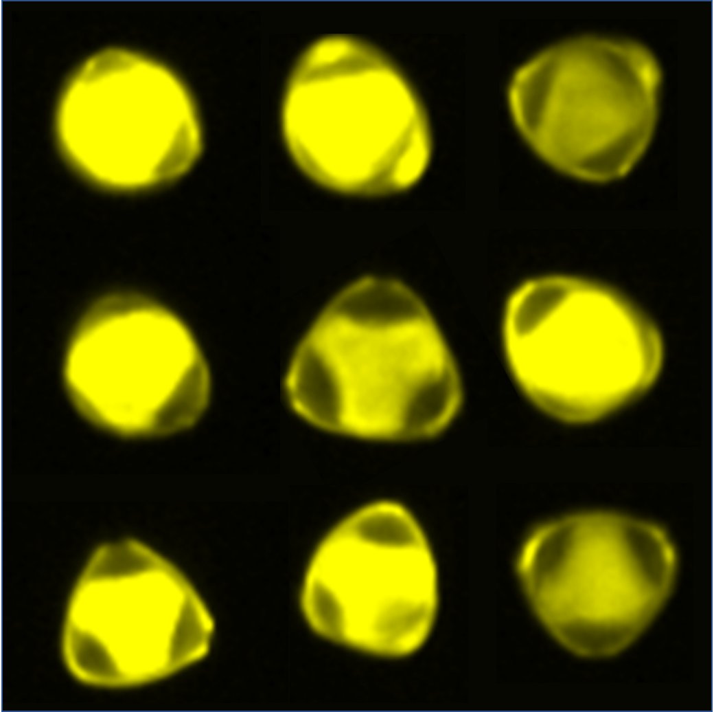 DrAnnPower's tweet photo. Rotational variations of Hazlenut (Corylus) #pollen grains captured by #imagingflowcytometry
more exciting pollen work to follow #microscopy #luminex #imagestream #flowcytometry #science #palynology #laboratorylife #womeninstem #underthemicroscope #sciencemum #natureart https://t.co/fXS3zgwBWr