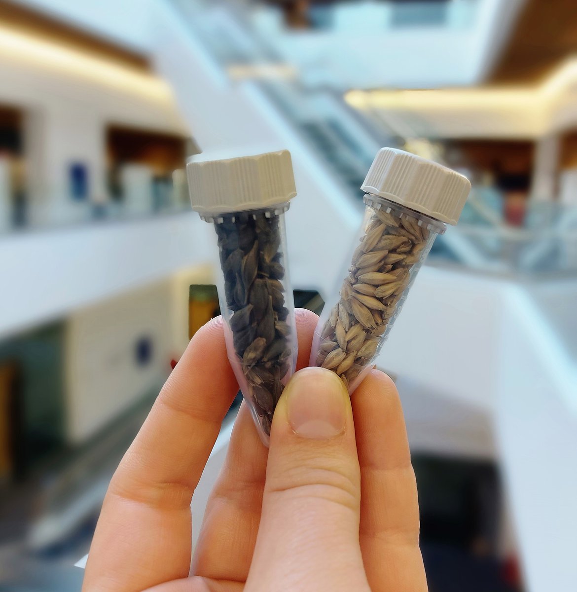 Rowett Institute tweet media