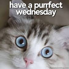 Enjoy your day! 
#Wednesday #purrfect #wednesdayvibes #onlyfans #onlyfansgirl #onlyfansbabe