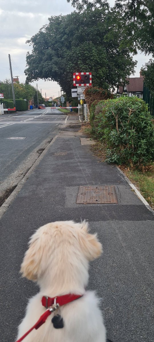 RoscoRetriever's tweet photo. What is that noise and those lights??? A train!!! Confusing for a baby doggy! @northernassist but exciting none the less! #puppy #puppylearning https://t.co/ha0Uk7mOcu