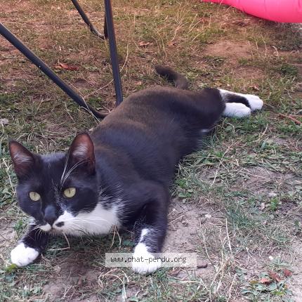 chat_perdu's tweet photo. #chat #perdu à BAULNE 91590 (FR) https://t.co/HU8K9eIQS6 https://t.co/iqfrICapPd