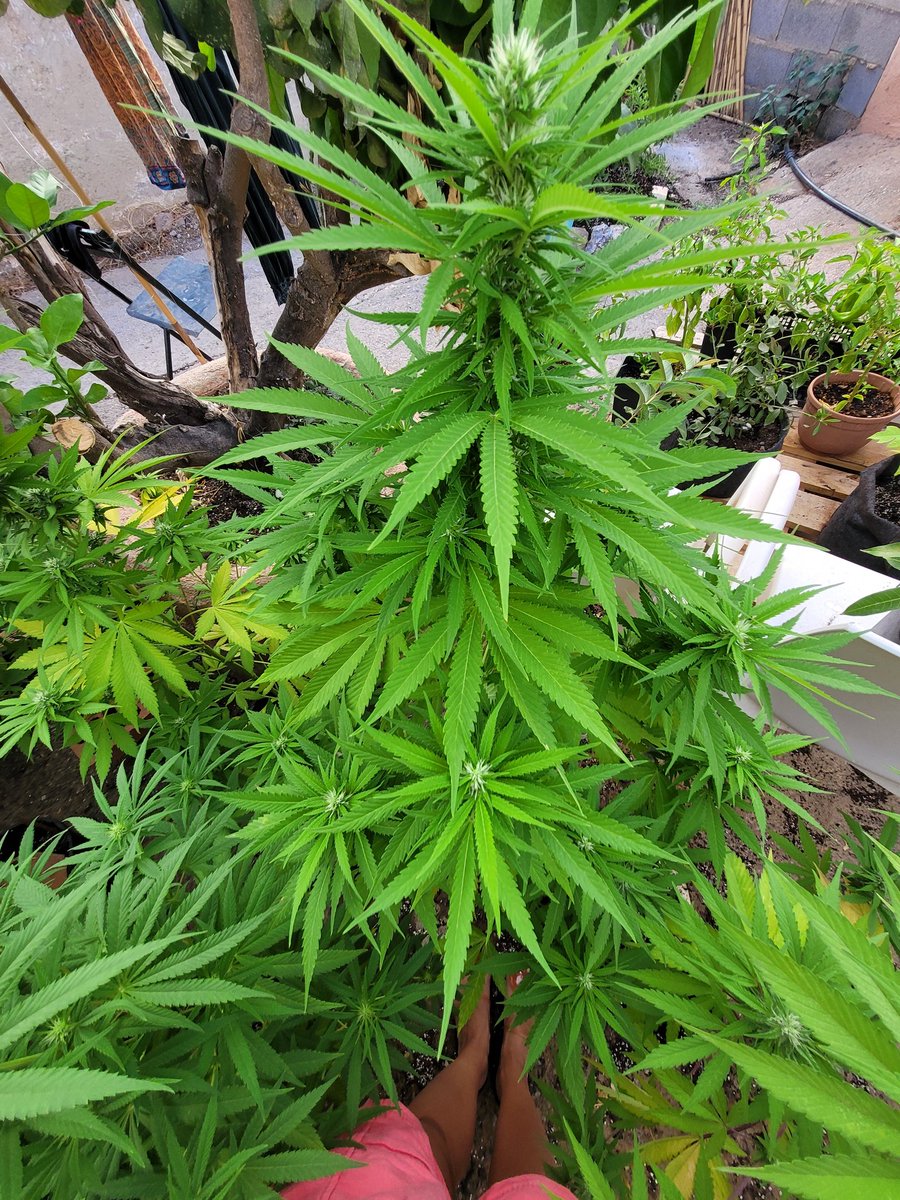 Sophie_MJ's tweet photo. Buenos días super @AdrycManellson ❤️🌿
Como va la mañanita cántabra?
Por aquí un gustazo disfrutando del fresquito matutino que ya mismo se va 🌞🌞🌞
➡️Actualización competi 😎
6,5L 🪴
😘😘😘😘😘😘
#LemonOGCandy @PhiloSeeds
#SurXnorte
#LaSofiJardinera 👩🏼🌾🧿 https://t.co/uEUNHq18mC