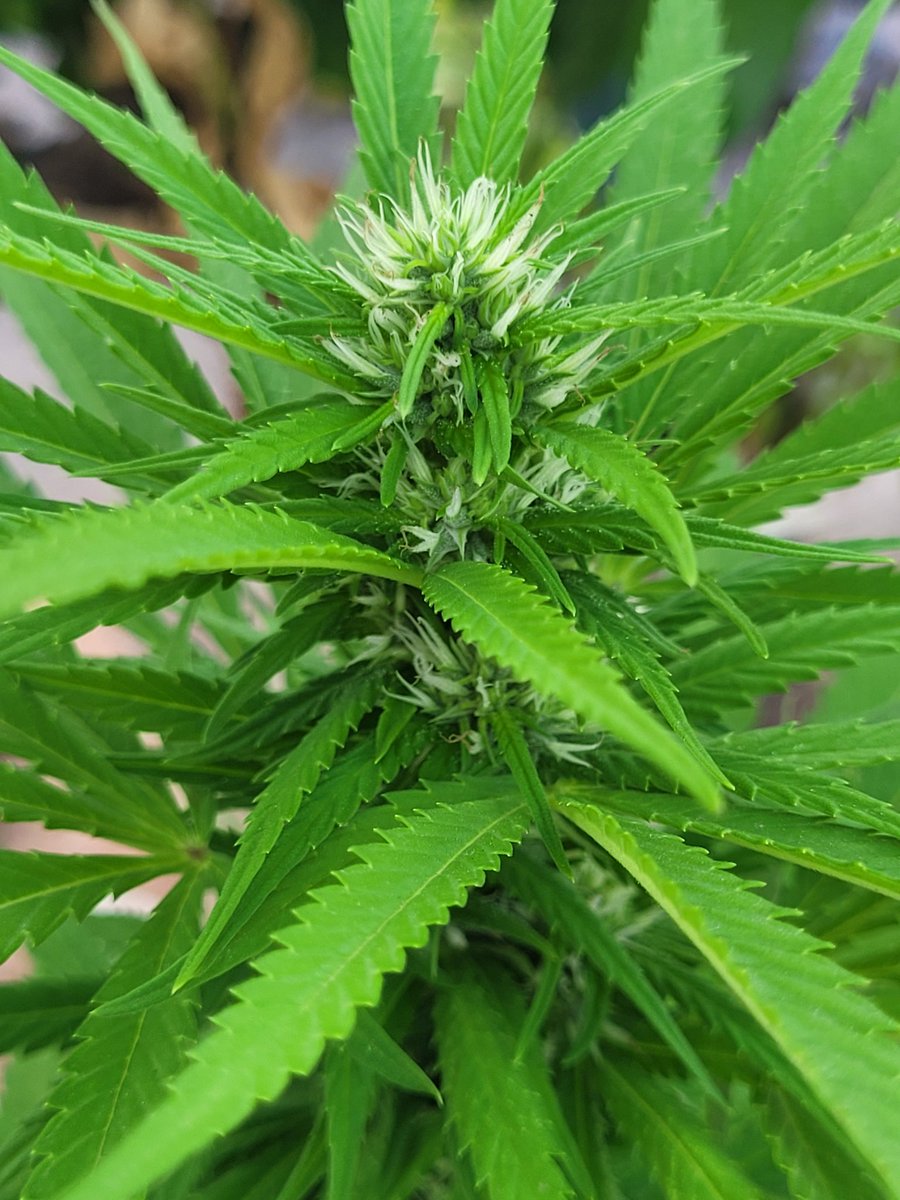 Sophie_MJ's tweet photo. Buenos días super @AdrycManellson ❤️🌿
Como va la mañanita cántabra?
Por aquí un gustazo disfrutando del fresquito matutino que ya mismo se va 🌞🌞🌞
➡️Actualización competi 😎
6,5L 🪴
😘😘😘😘😘😘
#LemonOGCandy @PhiloSeeds
#SurXnorte
#LaSofiJardinera 👩🏼🌾🧿 https://t.co/uEUNHq18mC