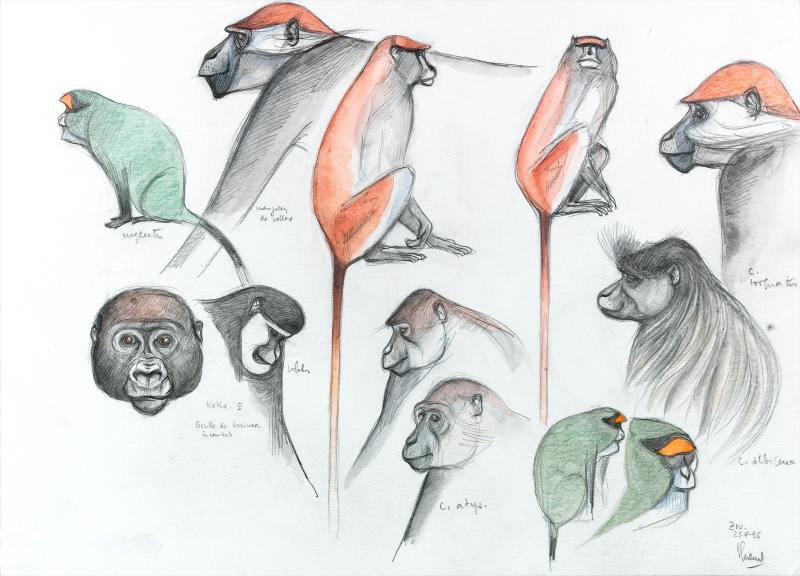 UniBarcelona's tweet photo. #CulturaUB | 🦍 Recentment ha tingut lloc el centenari del naixement de Jordi #SabaterPi. El Museu Virtual de la #UniBarcelona acull el fons documental de l’obra científica i gràfica d’aquest reconegut primatòleg.  

😍 Descobreix-la 👉https://t.co/jlUYUTUgGA

#MVUB #AnySabaterPi https://t.co/WdjcB6QVdl