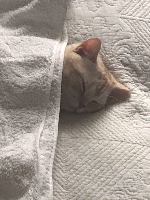 本当になんとなくだけど、、
元気になったみたいでよかったわ

↓は家のむぎ。ねんねさせました( ˘ω˘ )