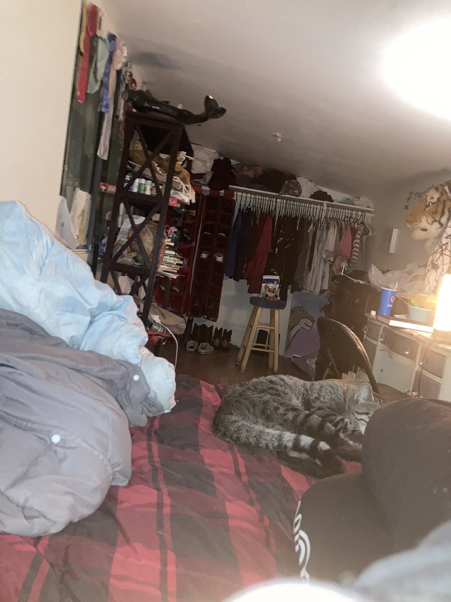 mudbonethetabby's tweet photo. 🐾When you have a KitKat that likes to sleep in bed with you 🐾 #sleepycat #tabbycat #lazykitkat #catlife #catlover https://t.co/HREhF2Zjyl