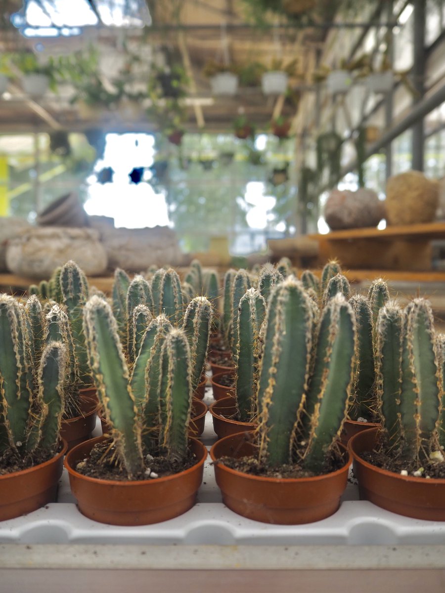 FrigoVivai's tweet photo. Close up and general view📸🌵💚 #succulent #elho #Plant #planttwitter #GardenersWorld #gardening #GardensHour https://t.co/Qr24aG1GuU