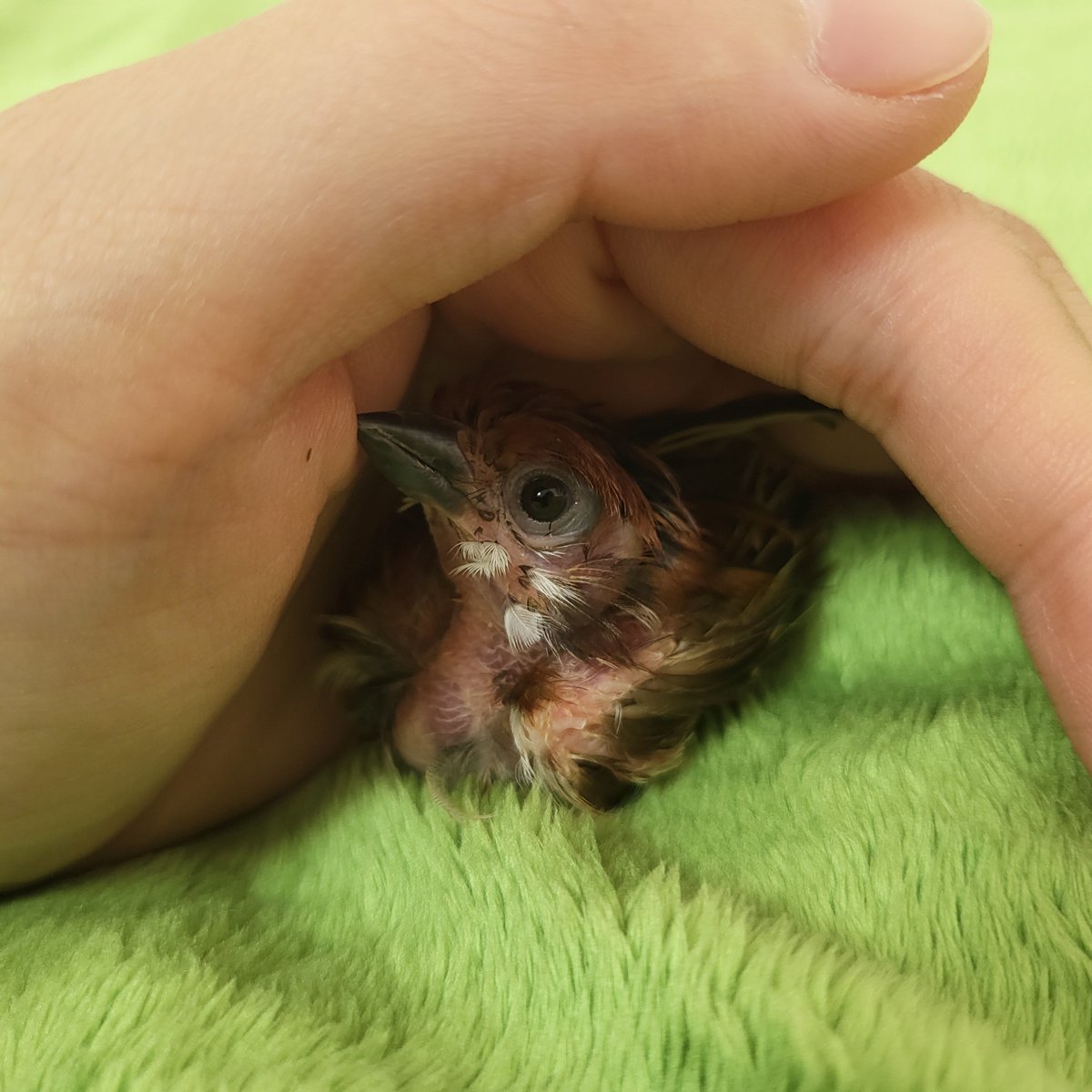 망구리 (@_ao3oa) on Twitter photo 