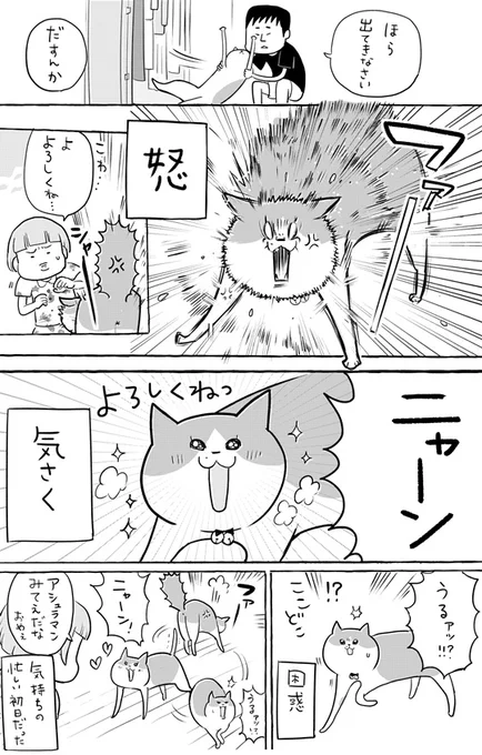ねこ襲来② 