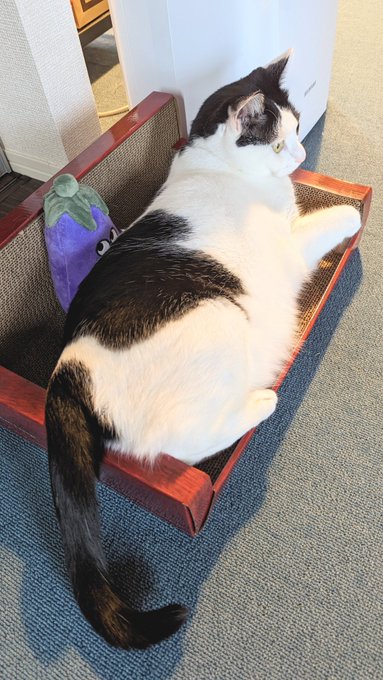 こっちみてる… 