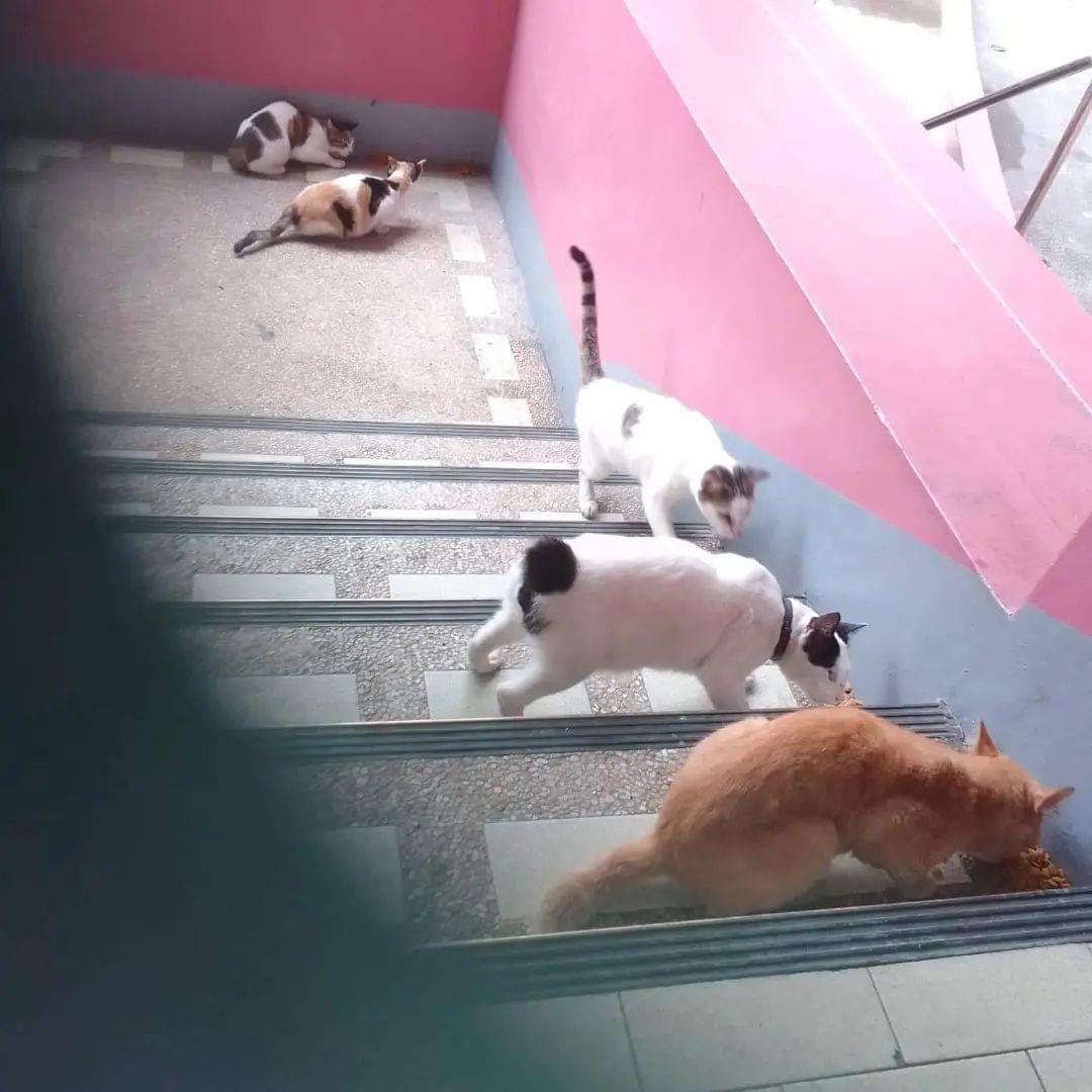 CEUcats's tweet photo. Walang Pasok! 

Kahit walang pasok, our cats were fed! 
Thankfully our feeder was around to feed and clean up after them for us ❤💕

We are accepting foooood donations po and fund donations! 

For food donations, send us a message! 
Help rt #CEUcats https://t.co/263zsrUIAU