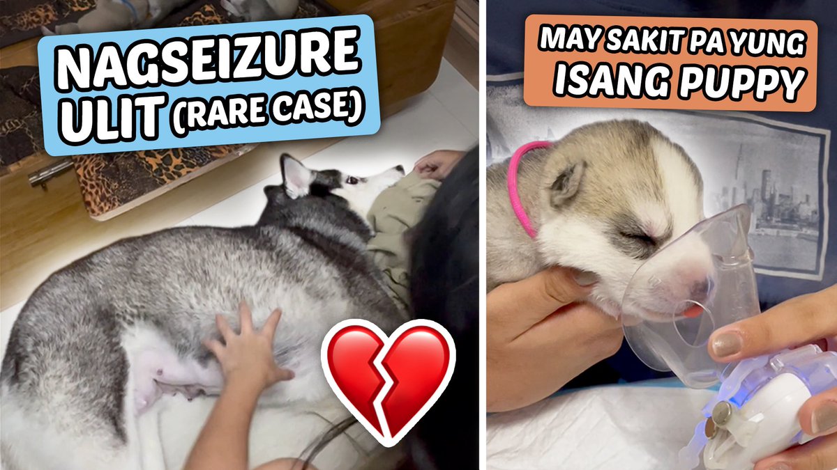 *NEW UPLOAD* 
Bawal na magpadede si Mama Cream O 😢 (2nd Week Update)

YT Link: youtu.be/e0wNsEkelVo