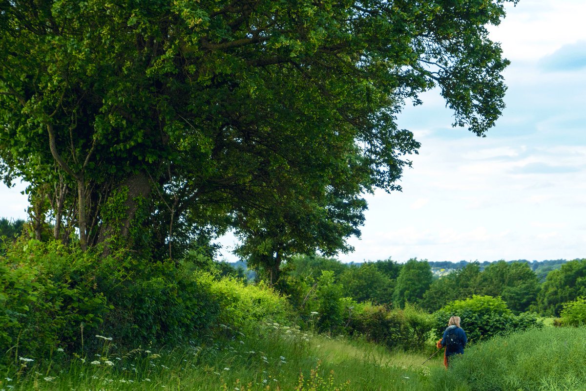 willwalking's tweet photo. Have you made a #Waycation this year? A journey on foot to rediscover homelands?
Never mind the news. Freedom is afoot, as it always has been…
The paths are open, and the ways are good. https://t.co/1FPASLHAx9