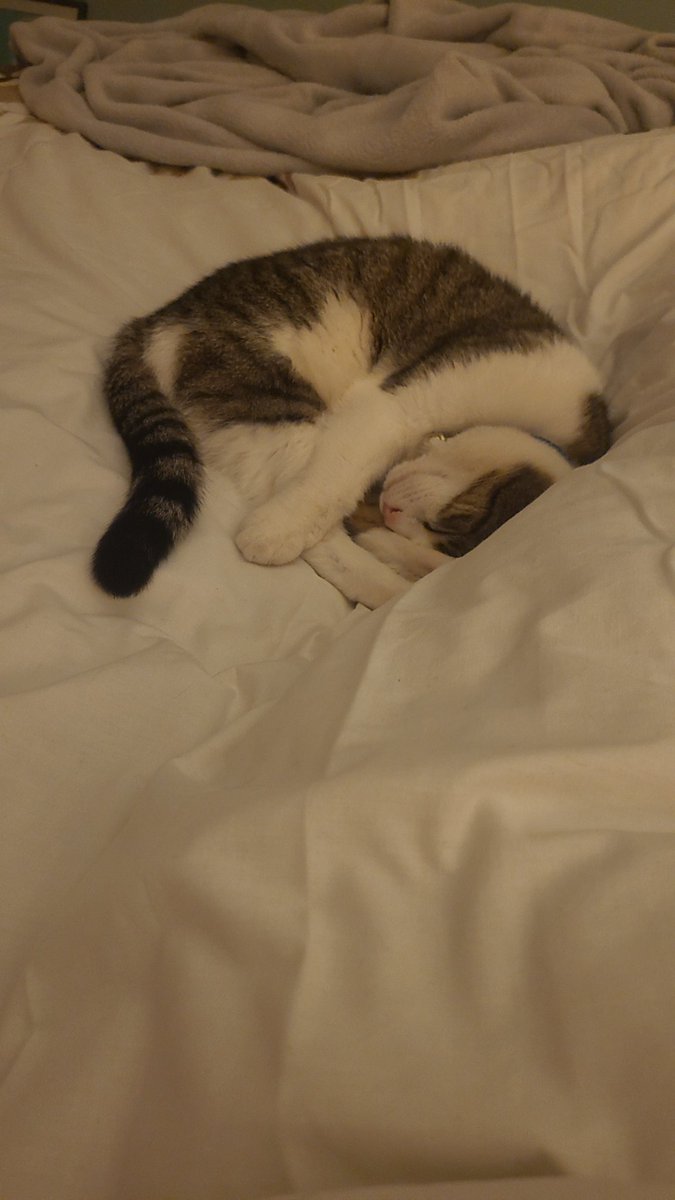 Aideen49's tweet photo. @ClaireAllan This is Lola but sometimes we call her chicken, which clearly she'd rather be eating 🤣🤣 https://t.co/0YwUBd9Vvo