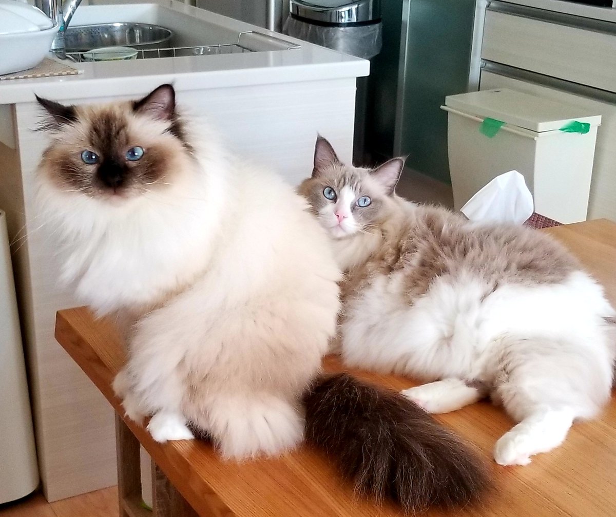 青い瞳のねこ on X