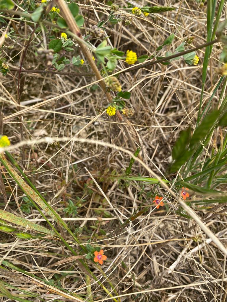 ManydownLife's tweet photo. The Countryside park at #Manydown is a pioneering project!

This month we met Dr Phil Wilson, Botanist &amp; Vegetation Ecologist:
https://t.co/8RnQ1suvDQ

Sign-up to the monthly newsletters here:
https://t.co/6SSpQzpB8J

#ManydownLife #Basingstoke #biodiversity #ecology #Winklebury https://t.co/bN6cb7vlKD