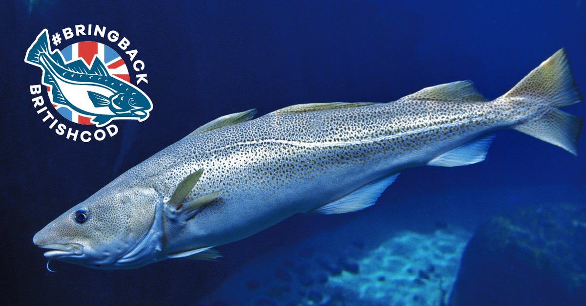 Blue Marine Foundation tweet media