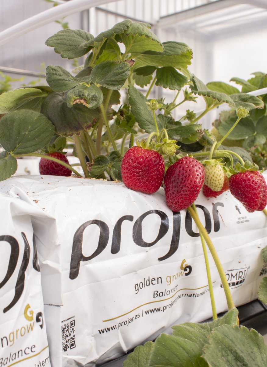 ProjarInt's tweet photo. Using Projar products we avoid the need for mulching, thanks to the plastic Growbag and reduce the risk of contamination.
Take a look at our catalogues for berry cultivation 👉 https://t.co/nBvAvyUCSa
#projar #greentechnology #growing #berries #strawberry #growbag #substrate https://t.co/TXjma8OhsH