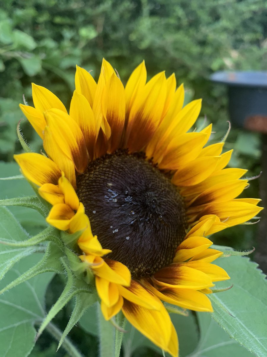 GdnMediaGuild's tweet photo. To mark Ukrainian Independence Day #SunflowersForUkraine is showing solidarity with the people of Ukraine as it fights for its independence once more!
#GardeningTwitter show us your sunflowers!! https://t.co/SirQA1jZve