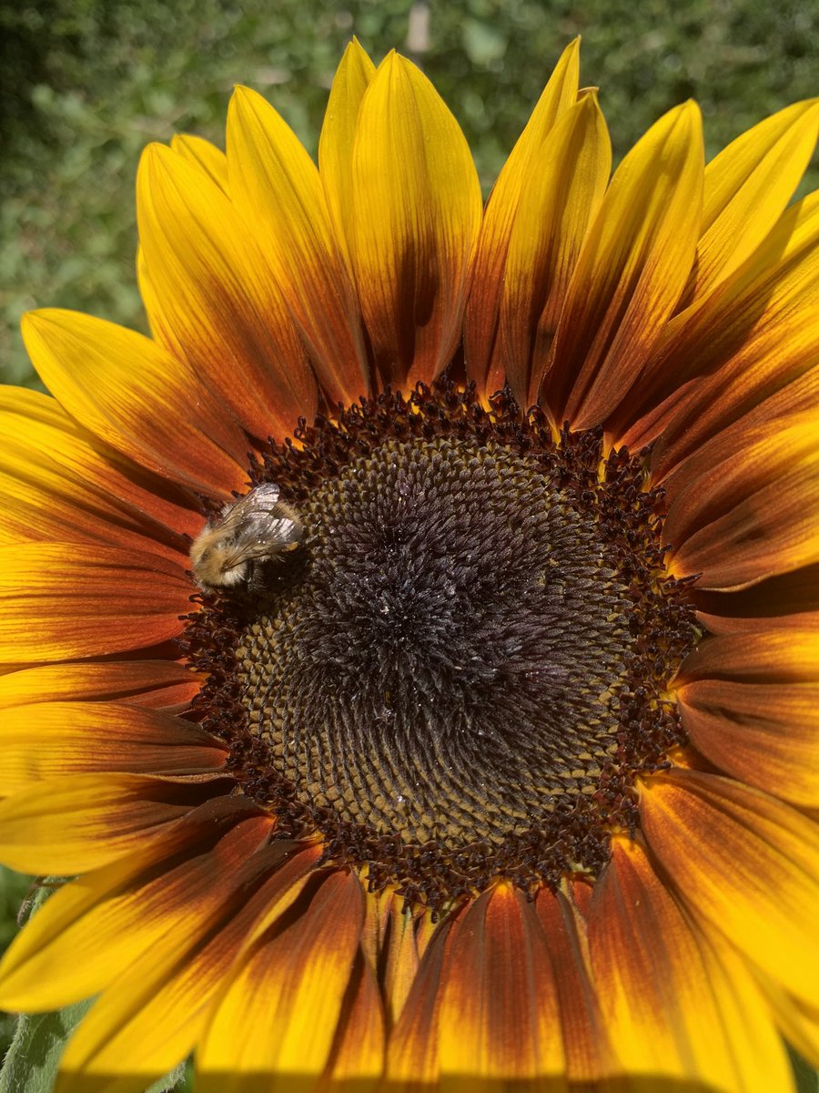 GdnMediaGuild's tweet photo. To mark Ukrainian Independence Day #SunflowersForUkraine is showing solidarity with the people of Ukraine as it fights for its independence once more!
#GardeningTwitter show us your sunflowers!! https://t.co/SirQA1jZve