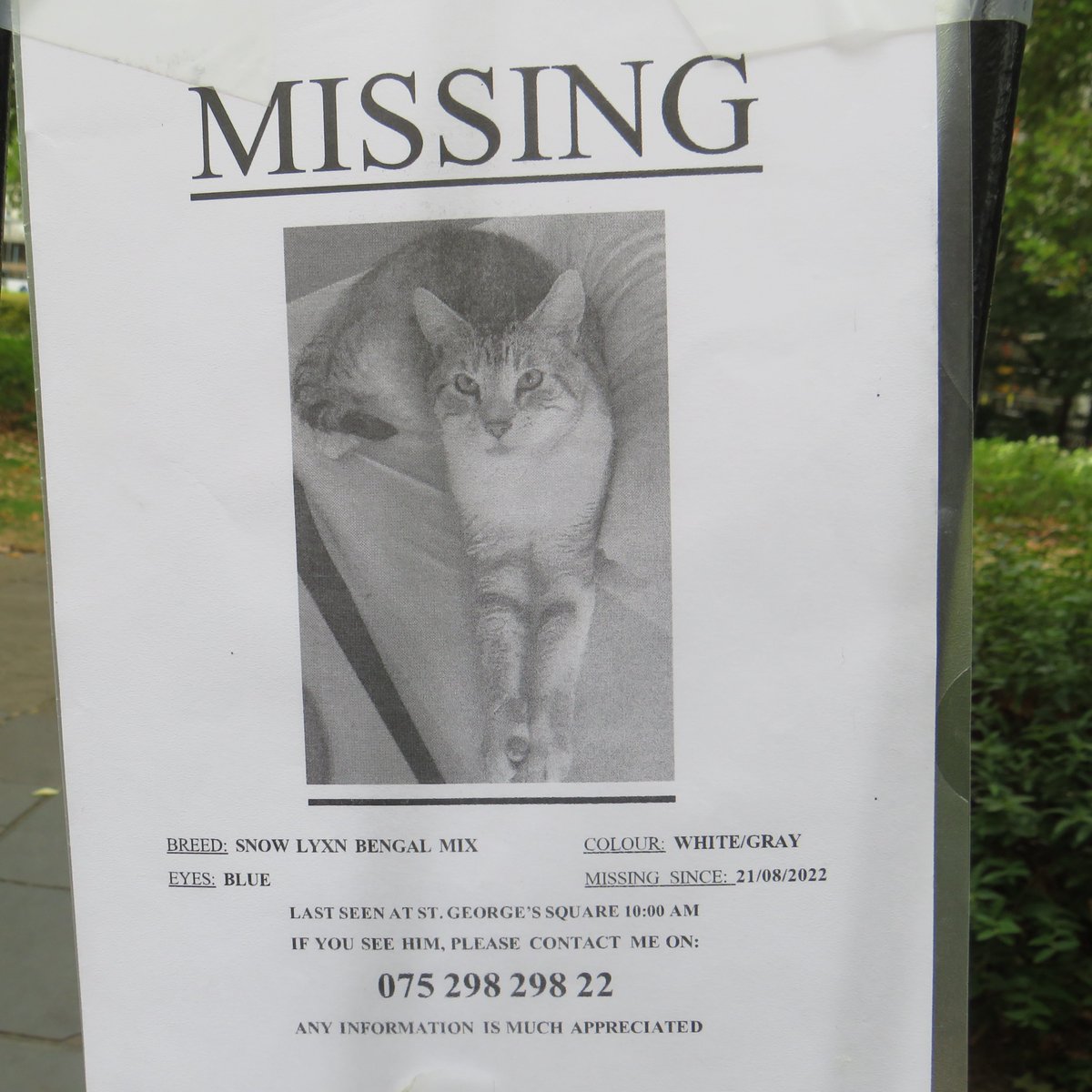 FriendsofStGeo1's tweet photo. Anyone living near St George's Square in Pimlico seen this cat? #SW1 #Pimlico #MissingCat https://t.co/q5GJMfftKt