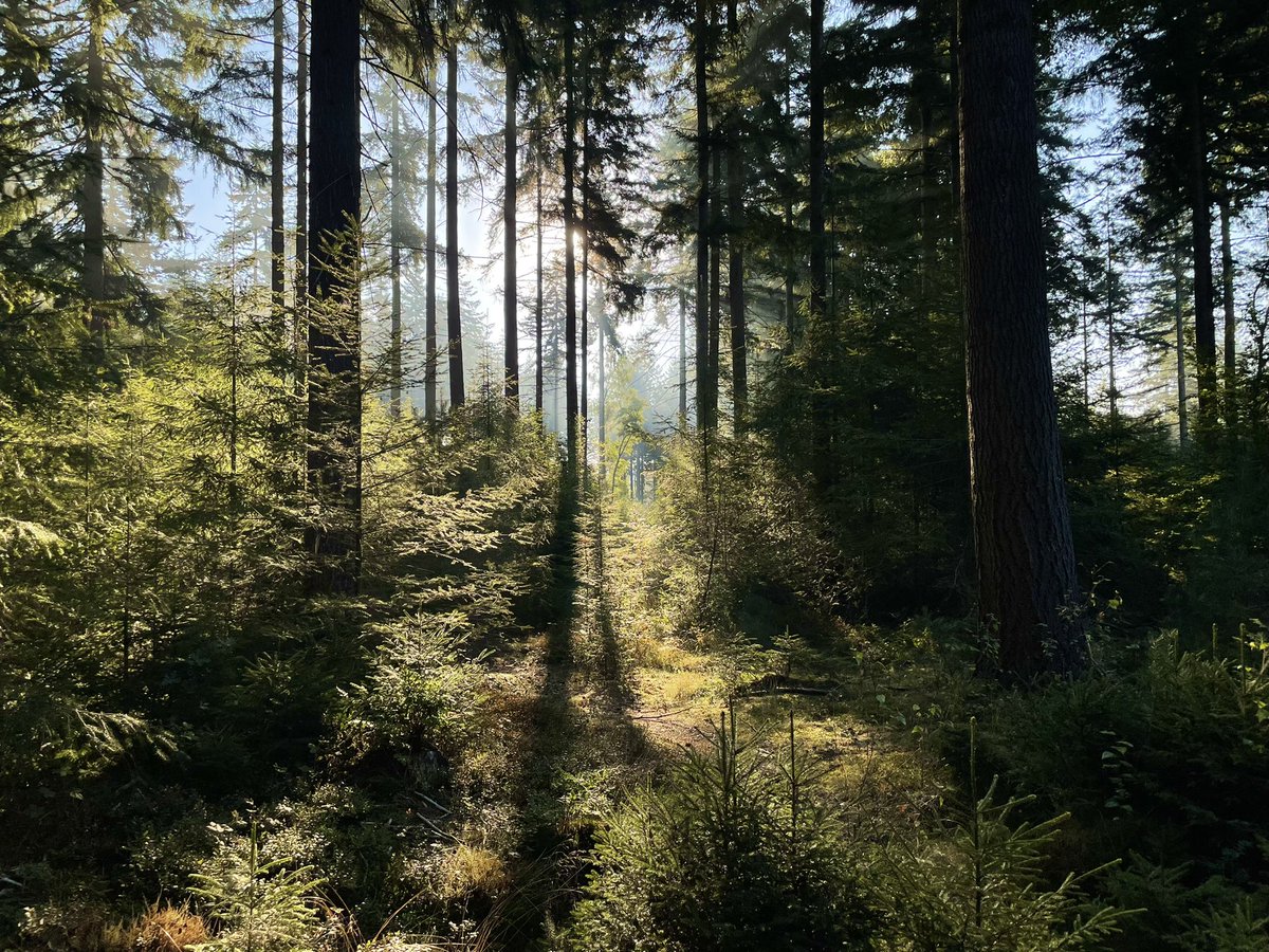 DriesEden's tweet photo. Mooie #Woensdag iedereen #Prattenburg #Heuvelrug #Natuur #Nederland #Netherlands #Dutch #30gr https://t.co/Kxfol8AOtw