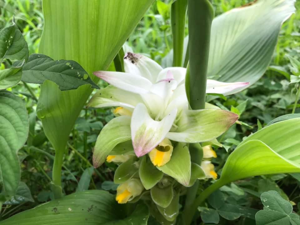 秋ウコン Twitter Search Twitter