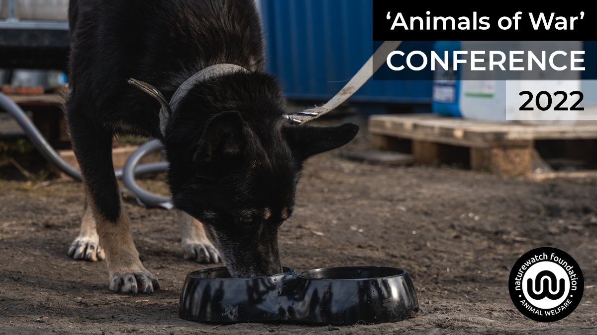 Naturewatch_org's tweet image. 🇺🇦 1/2: On Ukraine's Independence Day, Naturewatch Foundation is pleased to announce that, from September 27th-29th, we will be running a global online conference for the animals of #Ukraine…

naturewatch.org/campaigns/ukra…

#UkrainianIndependenceDay #AnimalsOfWar