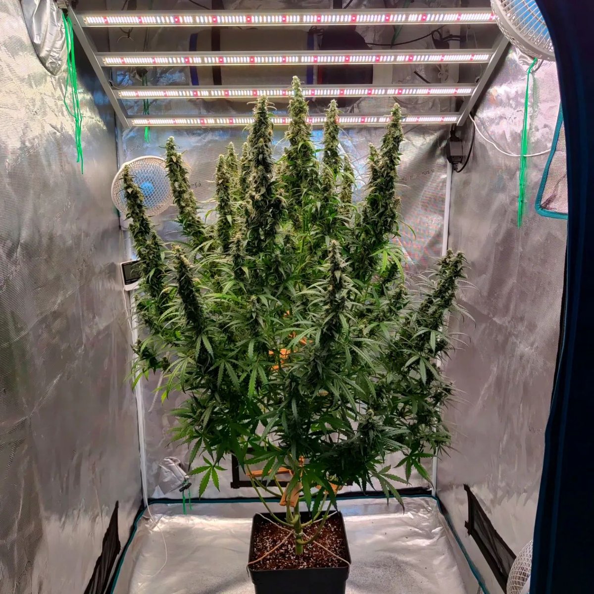 eleenwen's tweet photo. taken by @GrowerHaoss 
The light above is a #marshydro #FC6500 , it is a 8bars led grow light, No need to assemble by yourself, At the same time, the eight light strips realize the further Evenly Distributed of PPFD!! https://t.co/ucY4ozEhEr
