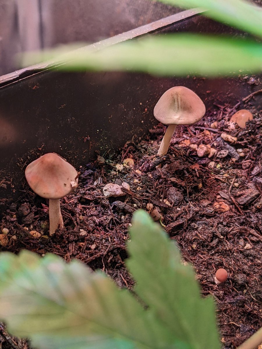 weedeoman's tweet photo. Mykorrhiza Pilze bilden eine Symbiose mit den Wurzeln von Pflanzen. Genauso wie ich eine Symbiose mit meinen Cannabispflanzen eingegangen bin. Ich helfe ihnen zu Leben und sie helfen mir zu leben. Sie tut keinem was und ich tue keinem was! #Weedmob #terpcrew #hanfverband https://t.co/F9sE9DHUhD