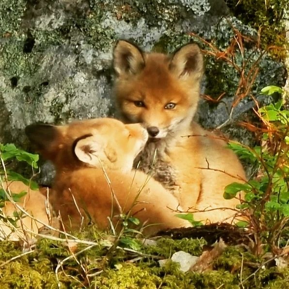 fox_lover_life's tweet photo. A little father and son time.
-
-
#fox #redfox #foxesofinstagram #arcticfox #foxred #wildfox #babyfox #vulpesvulpes #fennecfox #foxlife #foxlovers #cutefox #photofox #foxdrawing #vulpes #foxplay #foxlover #articfox #foxfurcoat #snowfox #foxs #foxes_club #clevyrthystle https://t.co/R6umbGeyID