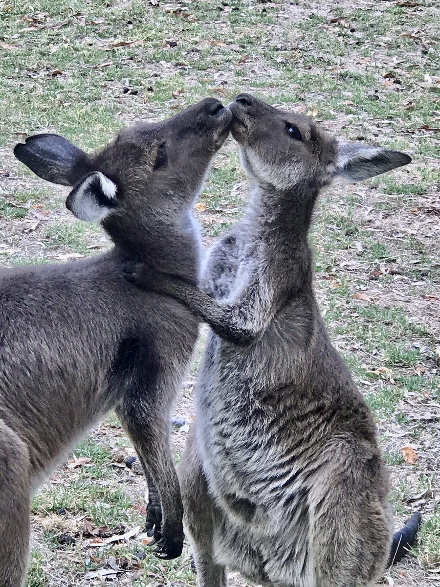 Goodnight @Kangarooei followers.🦘💕#ProtectKangaroos