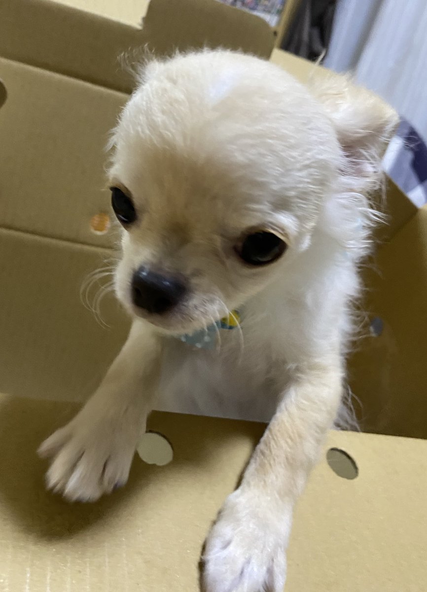 弟が来ました😍
名前はジュウザと言います。
チワワです🤭
#マルチーズ #いぬいどんどんすきになる #犬との暮らし #チワワ