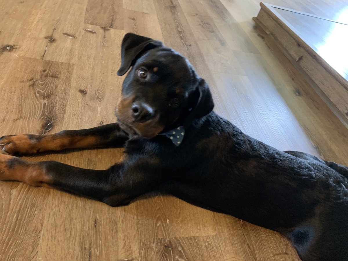 Bear says Good Morning