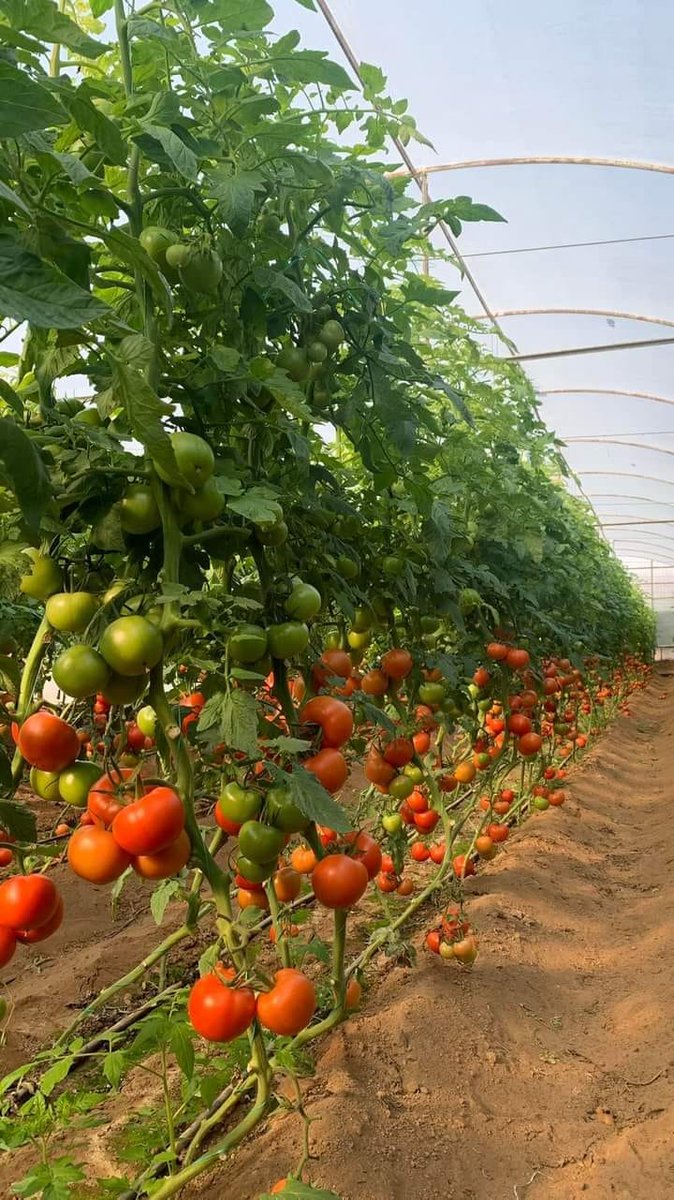 WorldlyHQ's tweet photo. Like and Retweet if you are interested in greenhouse tomatoes 🍅🍅 farming ❤️ https://t.co/VBConin6wn