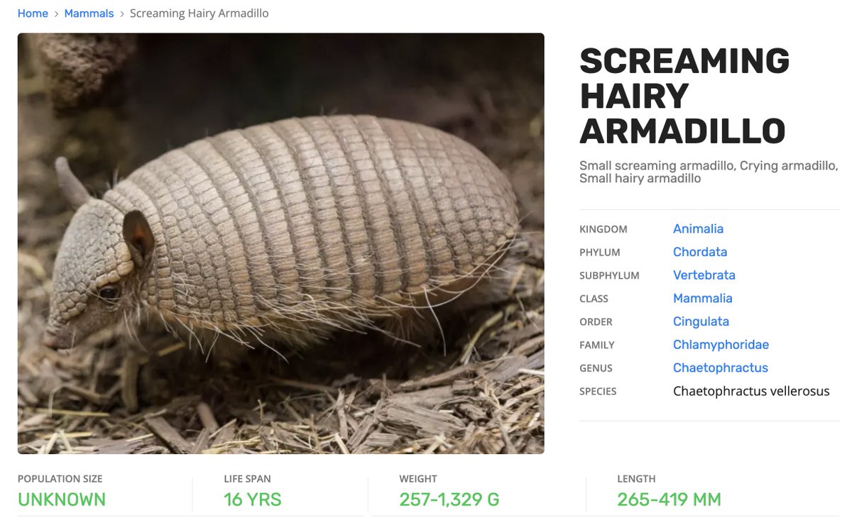 I have found my spirit animal.

animalia.bio/screaming-hair…