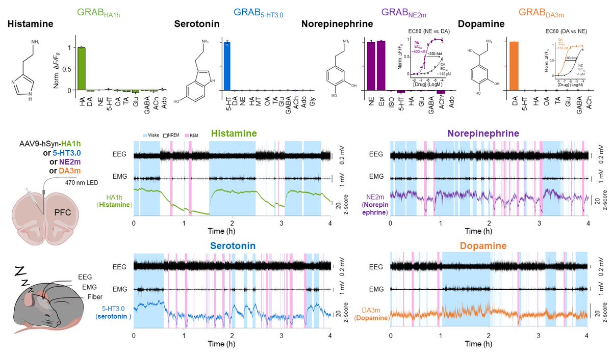 1/2 Detecting ALL monoamines in vivo! Monoamines, including histamine (HA), serotonin (5-HT), norepinephrine (NE), and dopamine (DA), are involved in a wide range of physiological and pathological processes. Now our GRAB sensor family covers ALL monoamines.
