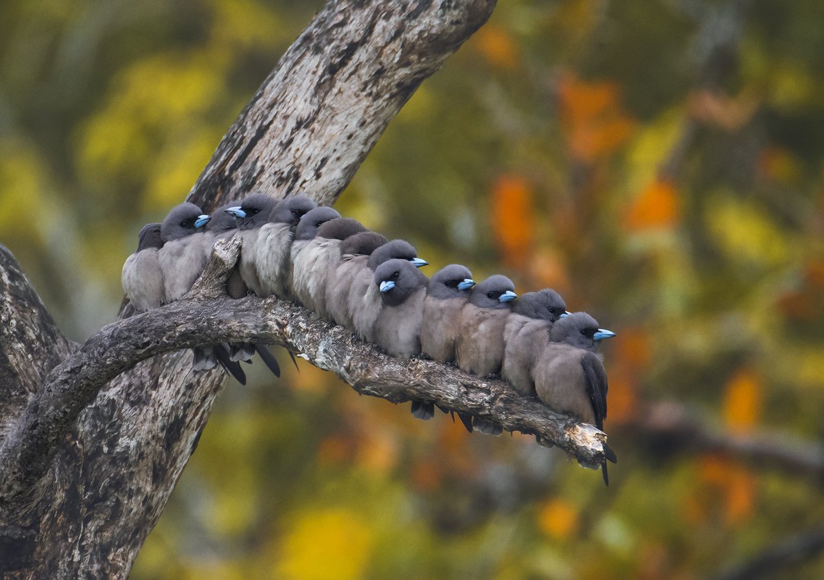 #NiFHiveFeature
Arijit Das
#Sunderbans, #WestBengal

Ashy Woodswallow flocks are often seen perched on wires and branches. They exhibit grey plumage with white underparts and their call resembles soft notes followed by a chattering noise.

#birdphotography
#birding #birdwatching