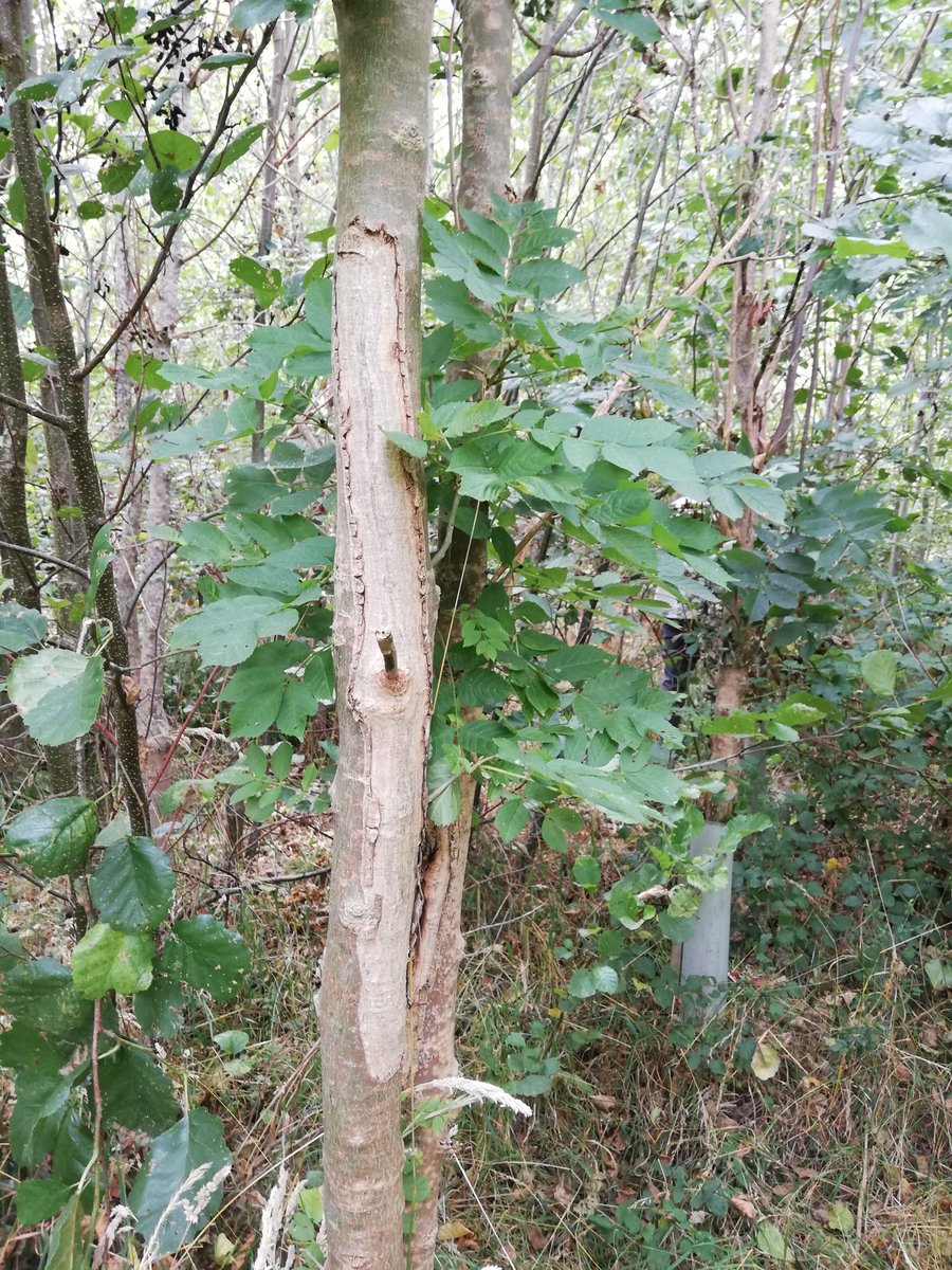 A HEALED Ash tree in the provenance trial at @Earth_trust with a healthy green crown with an amazing healed lesion preventing the disease progressing. 
The #LivingAsh Project are very interested in finding trees just like this!
livingashproject.org.uk 

#ash