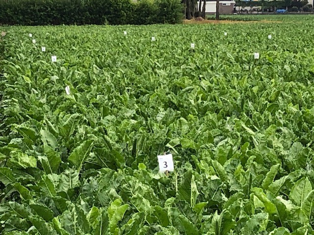 agrocentrum's tweet image. De proeven van #AgroCentrum worden wekelijks bezocht om de ontwikkeling goed te volgen. In deze bietenproef hopen we aan te tonen dat een optimale #bladbemesting het bietenblad langer vitaal houdt en daarmee zorgt voor een hogere opbrengst en meer suiker. agrocentrum.nl