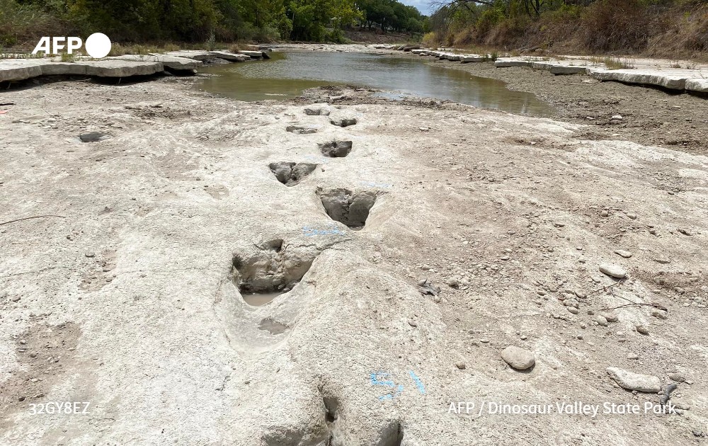 dailyguardianph's tweet photo. DINOSAUR TRACKS 🦕

LOOK: Dinosaur tracks from around 113 million years ago have been revealed at Dinosaur Valley State Park in Texas due to severe drought conditions that dried up a river. 📷 Dinosaur Valley State Park https://t.co/fjJVCAYtAY