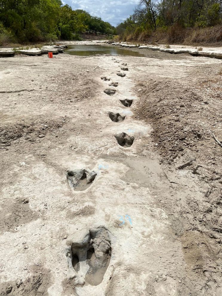dailyguardianph's tweet photo. DINOSAUR TRACKS 🦕

LOOK: Dinosaur tracks from around 113 million years ago have been revealed at Dinosaur Valley State Park in Texas due to severe drought conditions that dried up a river. 📷 Dinosaur Valley State Park https://t.co/fjJVCAYtAY