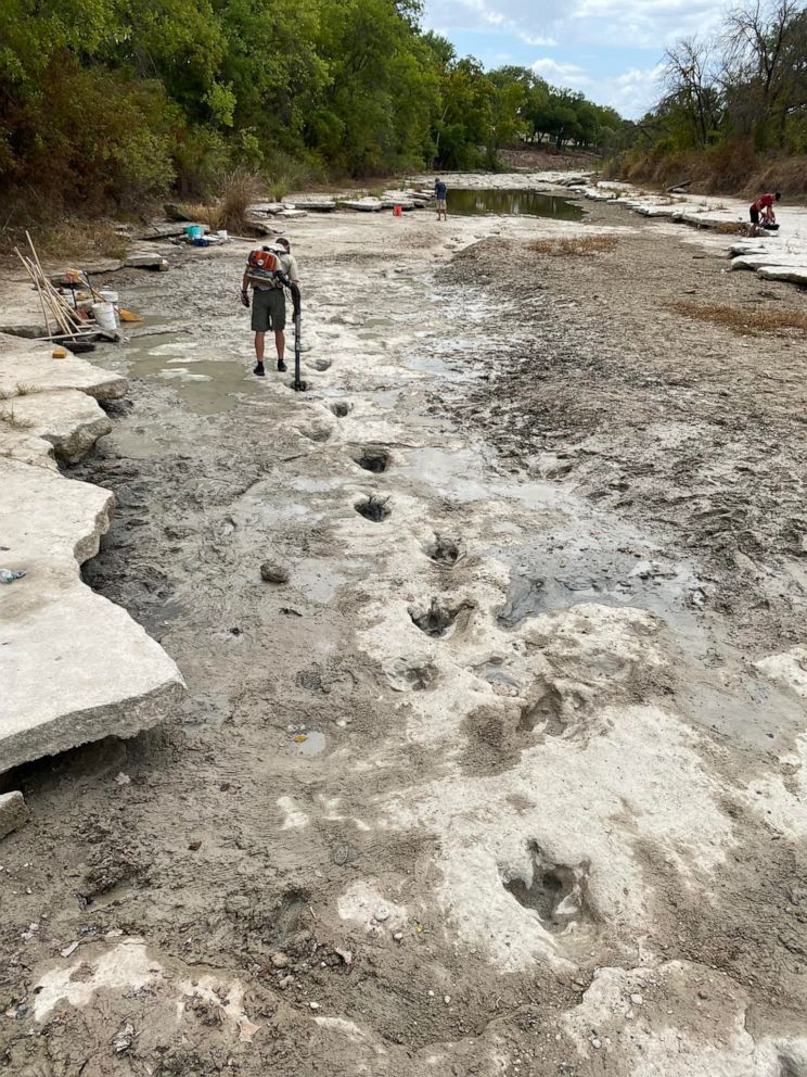 dailyguardianph's tweet photo. DINOSAUR TRACKS 🦕

LOOK: Dinosaur tracks from around 113 million years ago have been revealed at Dinosaur Valley State Park in Texas due to severe drought conditions that dried up a river. 📷 Dinosaur Valley State Park https://t.co/fjJVCAYtAY