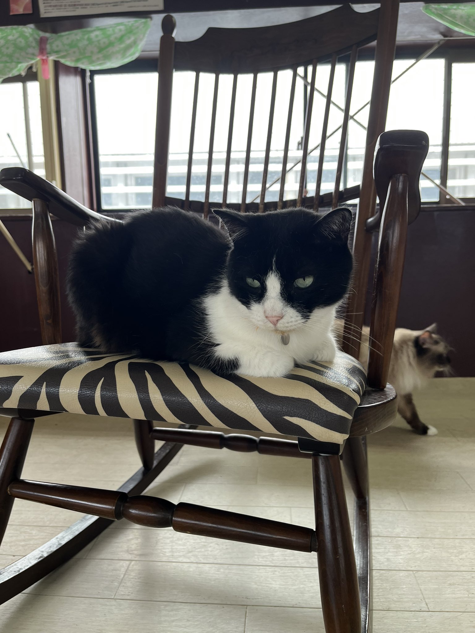 ねこコレ山形 Nekocolle Y Twitter