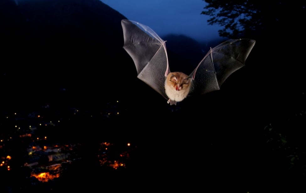 MOssau's tweet photo. NUIT DE LA CHAUVE-SOURIS🦇

Samedi 27 août à partir de 17h45 au cinéma d'Arudy.

Au programme :
🎥 Projection "Une vie de Grand rhinolphe" de Tanguy STOECKLE au cinéma d'Arudy
🥪 Pause pique-nique
🦇 Suivie d'une sortie sur le terrain à 19h45 avec J. Maingueneau du PNP https://t.co/QxLlLsKupX
