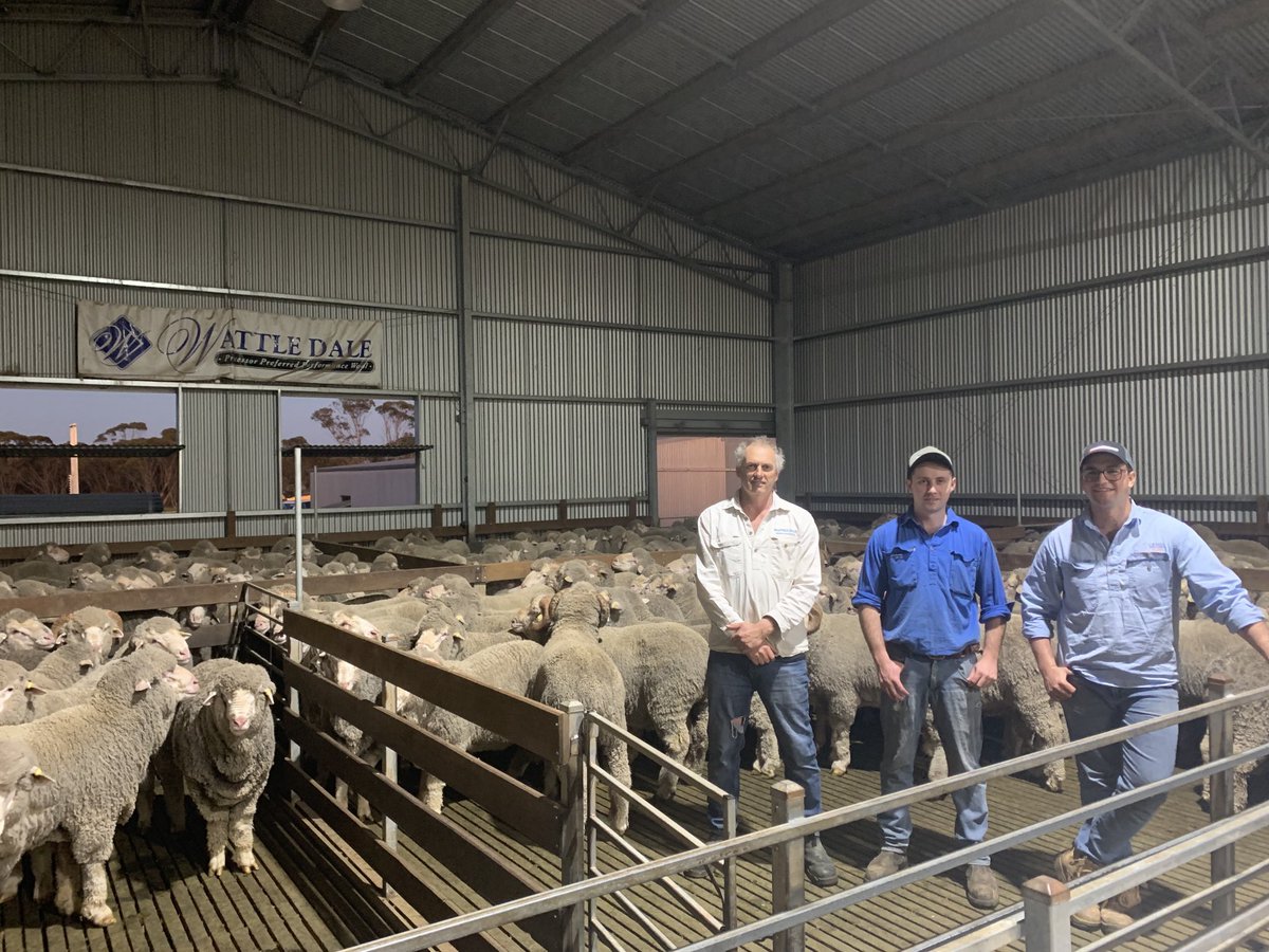 MitchRubie_'s tweet photo. Had a great week in WA with @craigwilsonlive and @austingrace01 seeing a great range of the WA sheep and wool industry. Thankyou to the @PWScholarship for making this trip possible. Also a special thanks to @wattle_dale Fletchers and @Billandri2 for having us! https://t.co/TRBvc1Ctjh
