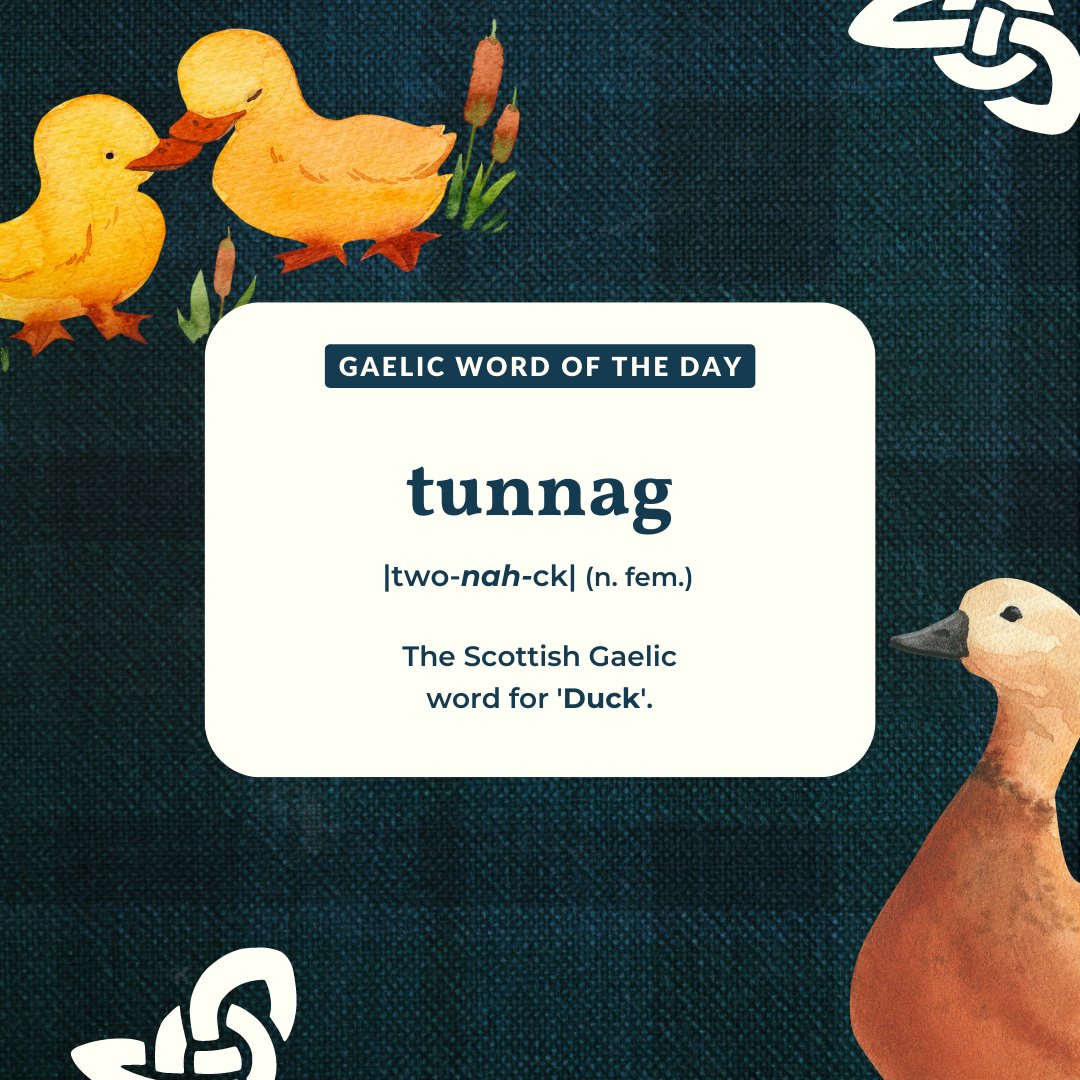 ceilidhclub's tweet photo. Today's Gaelic word of the day is 'Tunnag', which translates to Duck 🦆
🏴 An toil leibh tunnagan? 🤔
#gaelic #gaidhlig #gàidhlig #speakgaelic #scottish #scottishgaelic #gaelicduolingo #learngaelic #scotland #alba #wordoftheday #duck #tunnag #ducks #scots #ceilidhclub #facal https://t.co/kDMiVUnWfO