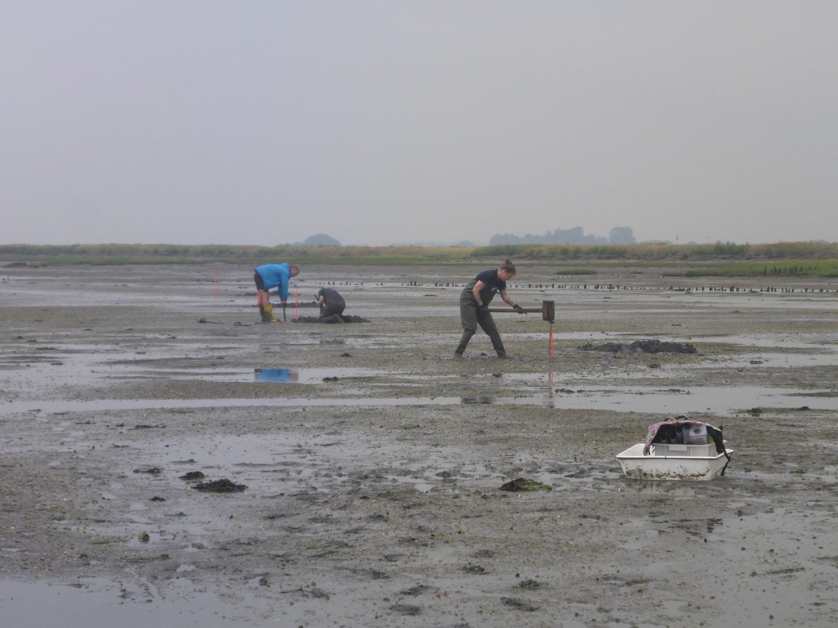 CDRmare's tweet photo. This is cross-institutional & muddy work! Week before last, a #sea4soCiety team collected 100’s of #CarbonStock samples in salt marshes, seagrass meadows and mudflats of the North Sea coast @AWI_Media @GEOMAR_en @LeibnizZMT @MARUM_de @ICBM_uol @unihh @UniBremen #MPIBremen. 🧵1/6 https://t.co/y6si4hXQER
