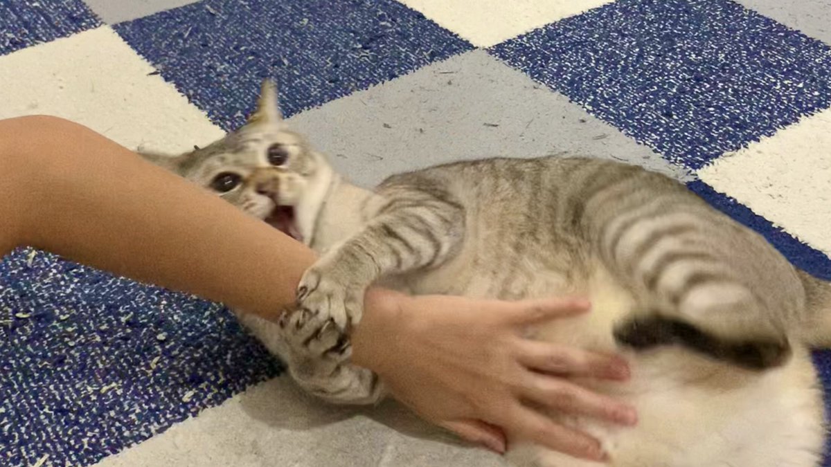 お腹を触った瞬間ブチギレる猫

youtu.be/9boYhr0A7nU